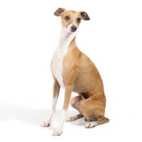 Italian Greyhoun breed dog brown mini puppy